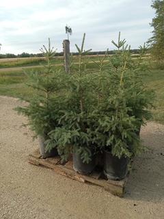(9) 3 Ft. White Spruce Trees In Plastic Pots, Dug In Spring 2022 **Located Offsite Near Athabasca, For More Information Contact Connor at 780-218-4493**