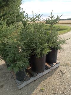 (9) 3 Ft. White Spruce Trees In Plastic Pots, Dug In Spring 2022 **Located Offsite Near Athabasca, For More Information Contact Connor at 780-218-4493**