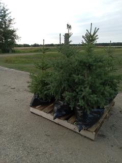 (8) 3 Ft. White Spruce Trees In Plastic Pots, Dug In Spring 2022 **Located Offsite Near Athabasca, For More Information Contact Connor at 780-218-4493**