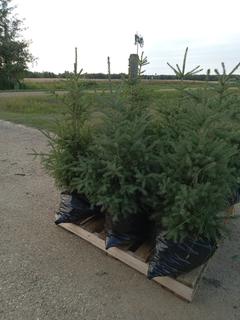 (8) 3 Ft. White Spruce Trees In Plastic Pots, Dug In Spring 2022 **Located Offsite Near Athabasca, For More Information Contact Connor at 780-218-4493**
