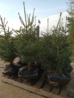 (9) 3 Ft. White Spruce Trees, Balled and Burlapped, Dug In Fall 2022 **Located Offsite Near Athabasca, For More Information Contact Connor at 780-218-4493**