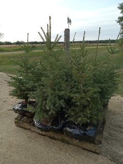 (9) 3 Ft. White Spruce Trees, Balled and Burlapped, Dug In Fall 2022 **Located Offsite Near Athabasca, For More Information Contact Connor at 780-218-4493**