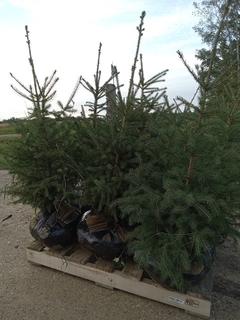 (9) 3 Ft. White Spruce Trees, Balled and Burlapped, Dug In Fall 2022 **Located Offsite Near Athabasca, For More Information Contact Connor at 780-218-4493**