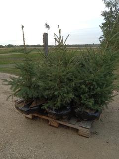 (9) 3 Ft. White Spruce Trees, Balled and Burlapped, Dug In Fall 2022 **Located Offsite Near Athabasca, For More Information Contact Connor at 780-218-4493**