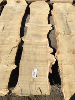 (1) Pc Live Edge Maple Slab, Approximately 7ft Long.