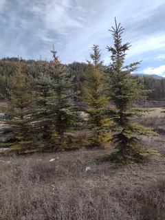 (1) 6-9 Ft. Field Grown Colorado Spruce. Note: File Picture.