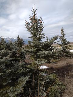 (1) 6-9 Ft. Field Grown Colorado Spruce. Note: File Picture.