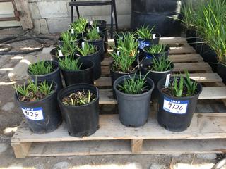 (2) # 1 Gal. (6 inch x 6 inch) Stella Doro Daylily Perennial Potted Plants. Note:  File Picture. 