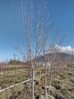 (1) 60mm Field Grown Patmore Green Ash ccnhyn4. Note:  File Picture.