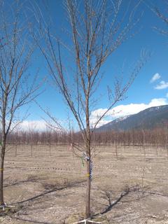 (1) 90mm Field Grown Brandon Elm Tree. Note:  File Picture.