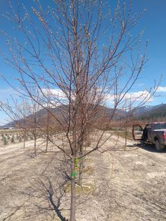 (1) 80mm Field Grown Schubert Chokecherry Tree. Note:  File Picture.