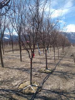 (1) 50-60mm Field Grown Thunderchild Flowering Ornamental Crab Tree. Note:  File Picture.