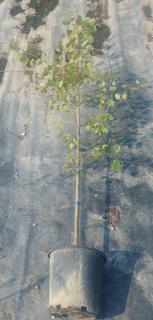 (2) # 2 Gal. Trembling Aspen Potted Trees. Note:  File Picture. 