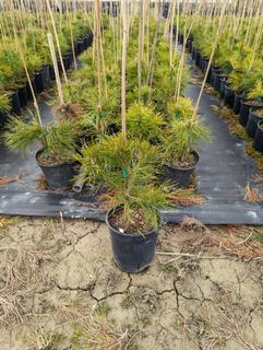 (2) #2 Gal. Mountain Pine Potted Pine Trees. Note: File Picture.