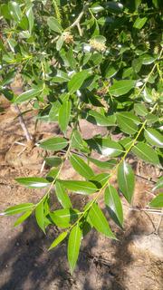 (2) #2 Gal. Laurel Leaf Willow Trees. Note: File Picture.