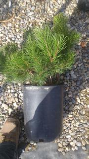 (2) #2 Gal. Mugo Pine Coniferious Shrubs. Note: File Picture.