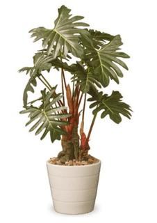 National Tree Company 21-inch Philodendron Plant