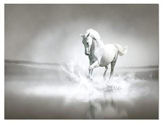 White Horse Running in Water' Photographic Print on Wrapped Canvas 28x60"