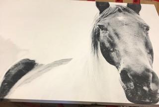 Horse Print On Canvas 48x32"