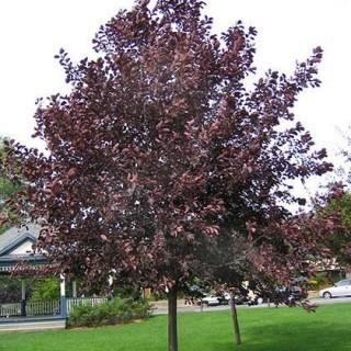 Basketed Schubert Chokecherry.  Features beautiful purple-red leaves throughout the summer. This small tree is well-suited as an ornamental for city yards.