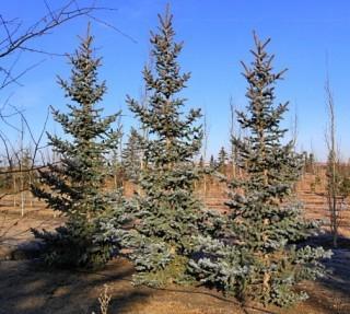 Basketed Bakeri Blue Spruce. A slow growning evergreen with a pyramidal form, stout branching and elegant silvery-blue needles.