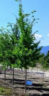 Basketed Elm. Fast growing, tall tree with a recognizable and pleasing shape. It's well suited for urban environments because of its non-invasive roots.
