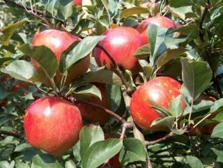 Basketed Eating Apples Tree. Handy Trees developed for the prairie fruit breeding.
