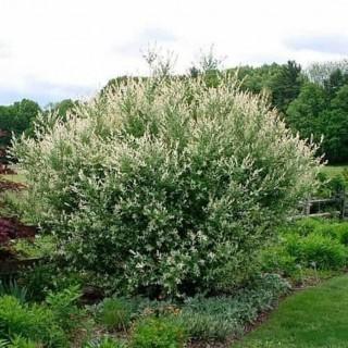 Potted Sandbar Willow. A deciduous species native to much of North America. This mid-sized, fast-growing shrub can be found in very wet areas, making it an ideal plan to use in a area with erosion risk.
