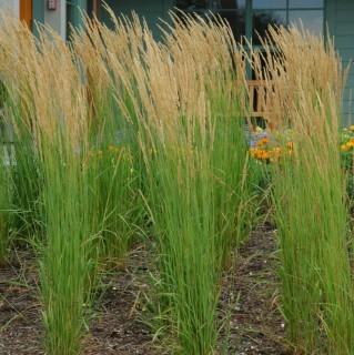 Potted Karl Foerster Grass. A perennial grass that is easy-care and beautiful. Better still, it can beautify your garden all four seasons.
