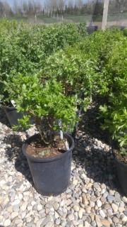 Potted Bebb Willow. Large native shrub with green leaves on the top and grey on the bottom, and it produces catkin based flowers and non-edible fruit which appears very similar to a group of pine needles.
