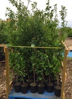 Potted Balsam Poplar. A hardy, fast-growing deciduous tree that is Native to Canada east of the Rockies.
