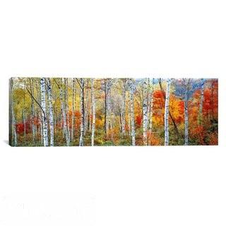 East Urban Home Fall Trees, Shinhodaka, Gifu, Japan Photographic Print on Canvas 16" x 48"(EASU2599_19976736)