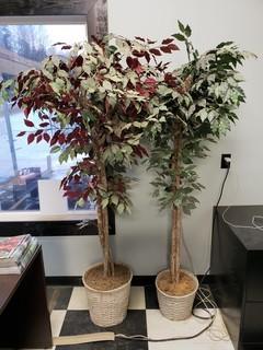(2) Decorative Plants