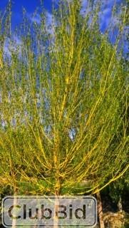 Qty of (5) Golden Willow Trees