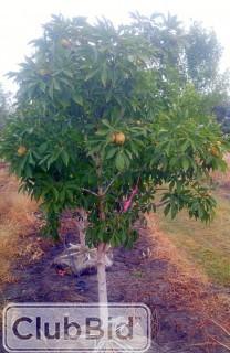 Qty of (5) Ohio Buckeye Trees