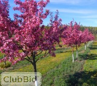 Qty of (5) Pink Spire Crab Trees