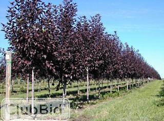 Qty of (5) Schubert Chokecherry Trees