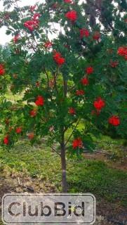 Qty of (5) Snowy Mountain Ash Trees