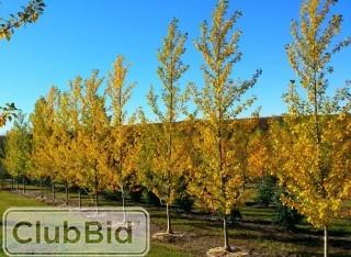 Qty of (5) Tristis Poplar Trees