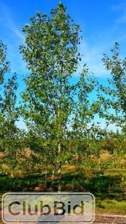 Qty of (5) Lanceleaf Poplar Trees