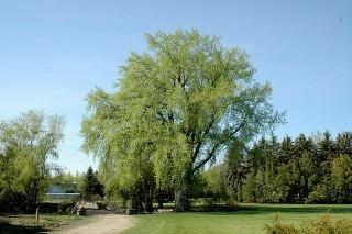 2 Gal. Sargentii Poplar Tree, 3-5 Ft. Tall. Purchase March 24th Available For Pick Up Late April.