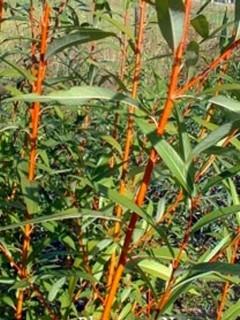 (5) 2 Gal. Golden Willow Trees, 6-9 Ft. Tall. Purchase March 24th Available For Pick Up Late April.