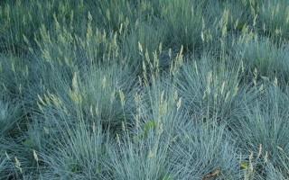 (5) 2 Gal. Beyond Blue Fescue Grass. Purchase March 24th Available For Pick Up Late April.