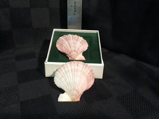 (2) Pink Sea Shells.