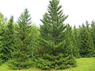 (1) Obovata Spruce Tree Basketed Approximately 2.5m - 3.5m. Purchase April 28th, Available For Pick Up Early May.