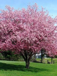 Big River Flowering Crabapple Basketed Tree Approximately 4" Trunk Base. Purchase April 28th, Available For Pick Up Early May.