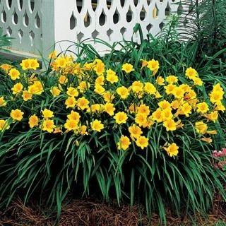 (1) 1 Gal. Stella D'oro Daylily Potted Shrub. Purchase April 28th, Available For Pick Up Early May.