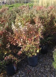 (5) 5 Gal. Hedge Cotoneaster Potted Shrubs. Purchase April 28th, Available For Pick Up Early May.