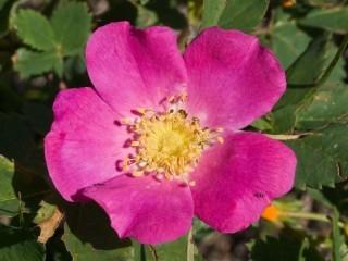(1) 5 Gal. Woods Rose Potted Shrub. Purchase April 28th, Available For Pick Up Early May.