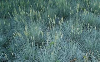 (1) 2 Gal. Blue Fescue Decorative Grass. Purchase April 28th, Available For Pick Up Early May.